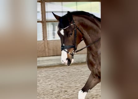 Anglo European Studbook, Mare, 5 years, 16,2 hh, Pinto