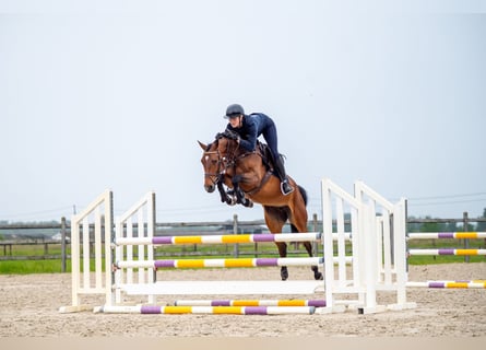 Anglo European Studbook, Mare, 6 years, 15,2 hh, Brown