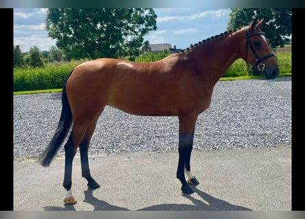 Anglo European Studbook, Mare, 6 years, 16,1 hh, Brown