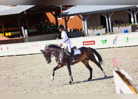 Anglo European Studbook, Mare, 6 years, 16.1 hh, Smoky-Black