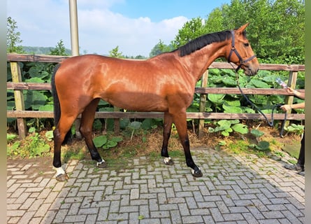 Anglo European Studbook, Mare, 6 years, 16.2 hh, Brown
