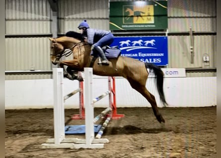 Anglo European Studbook, Mare, 6 years, 16.3 hh, Brown