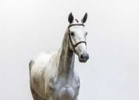 Anglo European Studbook, Mare, 6 years, 16,3 hh, Gray