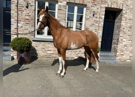 Anglo European Studbook, Mare, 6 years, 16 hh, Chestnut-Red