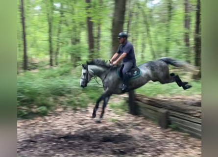Anglo European Studbook, Mare, 6 years, 16 hh
