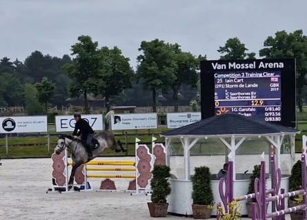 Anglo European Studbook, Mare, 6 years, 16 hh