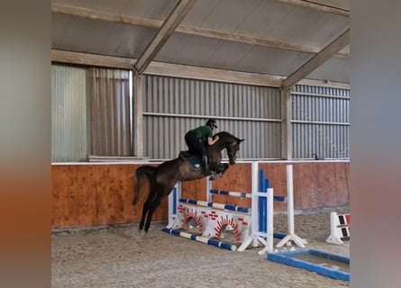 Anglo European Studbook, Mare, 6 years, 16 hh