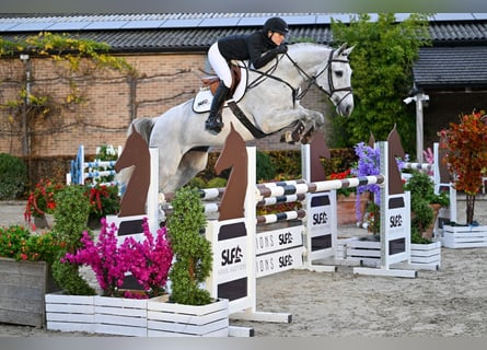 Anglo European Studbook, Mare, 6 years, 16,2 hh, Grey