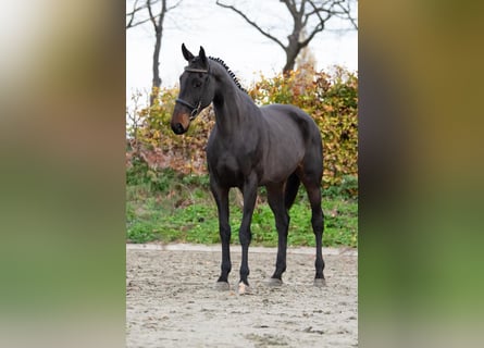 Anglo European Studbook, Mare, 6 years, 9,2 hh, Bay-Dark