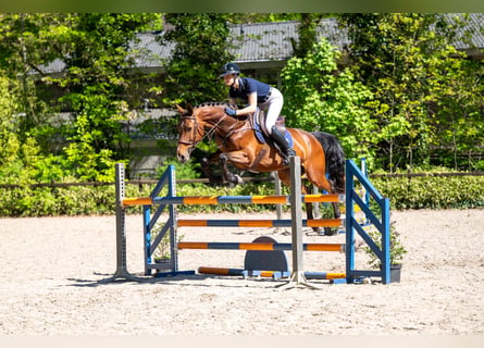 Anglo European Studbook, Mare, 7 years, 15.2 hh, Brown