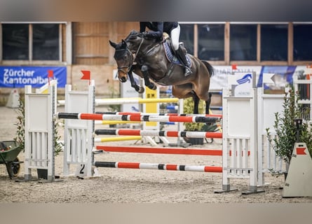 Anglo European Studbook, Mare, 7 years, 15.3 hh, Brown