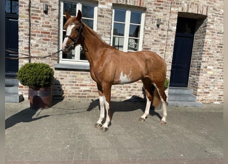 Anglo European Studbook, Mare, 7 years, 16 hh, Chestnut-Red