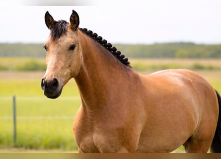 Anglo European Studbook, Mare, 8 years, 14,2 hh