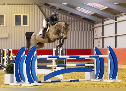Anglo European Studbook, Mare, 8 years, 16 hh