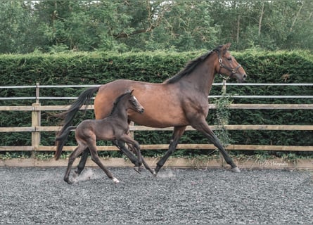 Anglo European Studbook, Mare, Foal (05/2024), 16,2 hh, Bay