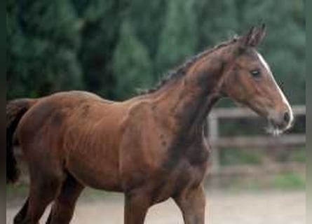 Anglo European Studbook, Mare, Foal (06/2024), 16,2 hh, Brown