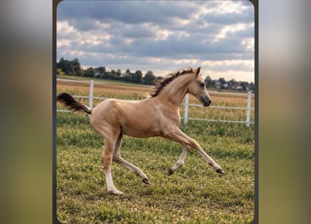 Anglo European Studbook, Mare, Foal (05/2026), 16 hh, Leopard-Piebald