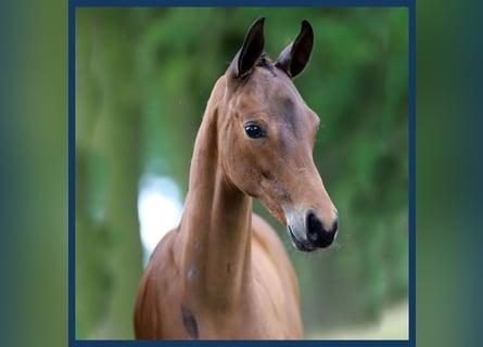 Anglo European Studbook, Mare, Foal (01/2024), Brown