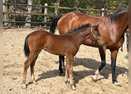 Anglo European Studbook, Mare, Foal (06/2025), Brown