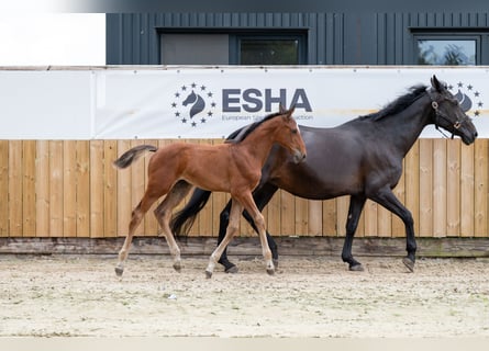 Anglo European Studbook, Mare, Foal (05/2025), Brown