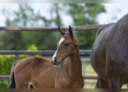 Anglo European Studbook, Mare, Foal (04/2026), Brown