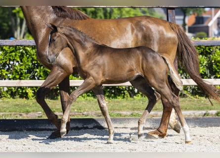 Anglo European Studbook, Mare, Foal (05/2026), Chestnut-Red