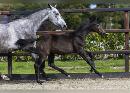 Anglo European Studbook, Mare, Foal (05/2025), Grey