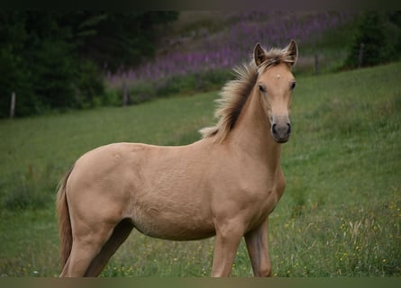 Anglo European Studbook, Mare, , Pearl