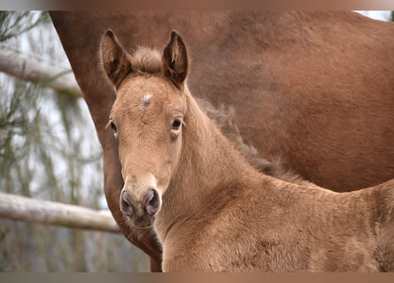 Anglo European Studbook, Mare, , Pearl