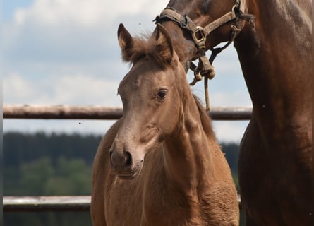 Anglo European Studbook, Mare, Foal (01/2024), Pearl