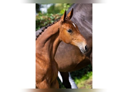 Anglo European Studbook, Mare, Foal (03/2025)
