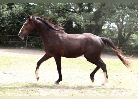 Anglo European Studbook, Ogier, 2 lat, 155 cm, Siwa