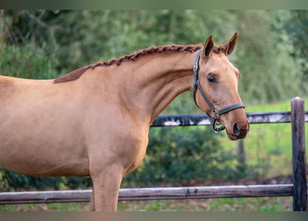 Anglo European Studbook, Ogier, 3 lat, 164 cm, Kasztanowata