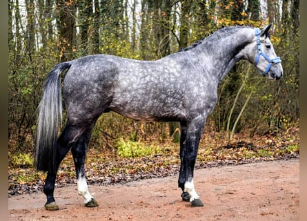 Anglo European Studbook, Ogier, 4 lat, 170 cm, Siwa jabłkowita