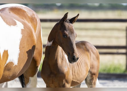 Anglo European Studbook, Ogier, Źrebak (05/2026), Srokata