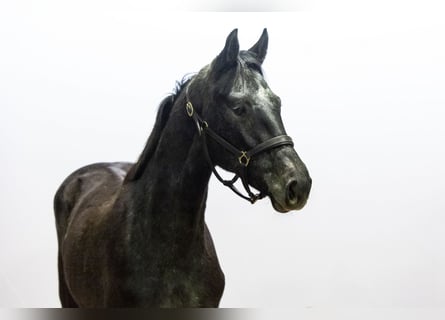 Anglo European Studbook, Semental, 1 año, 154 cm, Tordillo negro