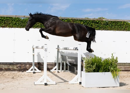 Anglo European Studbook, Semental, 3 años, 166 cm, Castaño oscuro