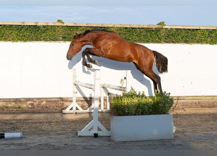 Anglo European Studbook, Stallion, 1 year, 15.1 hh, Brown