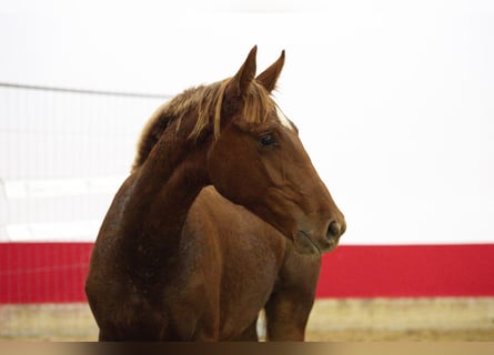 Anglo European Studbook, Stallion, 1 year, 15 hh, Chestnut-Red