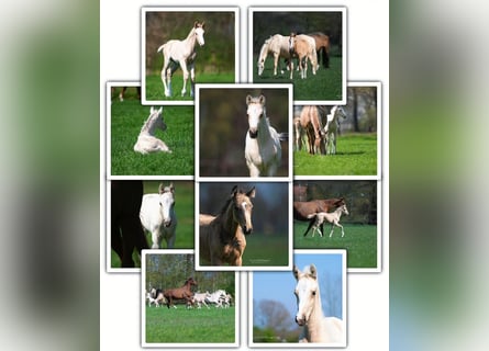 Anglo European Studbook, Stallion, 1 year