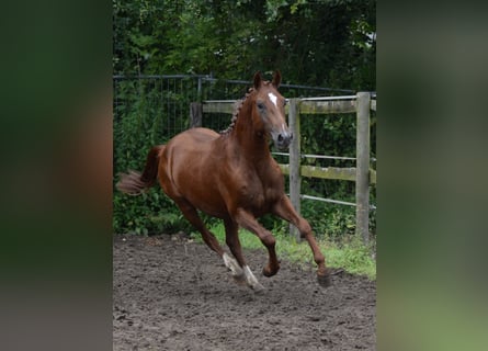 Anglo European Studbook, Stallion, 2 years, 14,1 hh, Chestnut