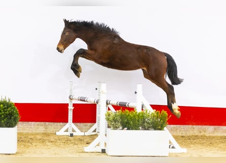 Anglo European Studbook, Stallion, 2 years, 15,2 hh, Brown