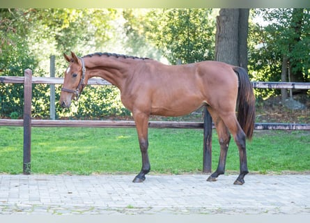 Anglo European Studbook, Stallion, 2 years, 15,1 hh, Brown