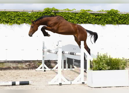 Anglo European Studbook, Stallion, 2 years, 15,2 hh, Brown
