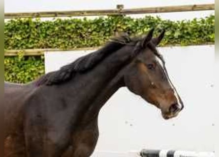 Anglo European Studbook, Stallion, 2 years, 16 hh, Bay-Dark