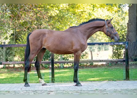 Anglo European Studbook, Stallion, 2 years, 16 hh, Brown