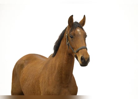 Anglo European Studbook, Stallion, 2 years, 16 hh, Brown