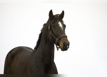 Anglo European Studbook, Stallion, 2 years, 16,2 hh, Bay-Dark