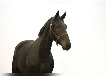 Anglo European Studbook, Stallion, 2 years, 16,2 hh, Bay-Dark
