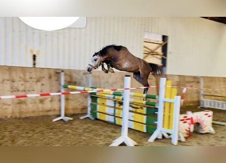 Anglo European Studbook, Stallion, 3 years, 14 hh, Grey